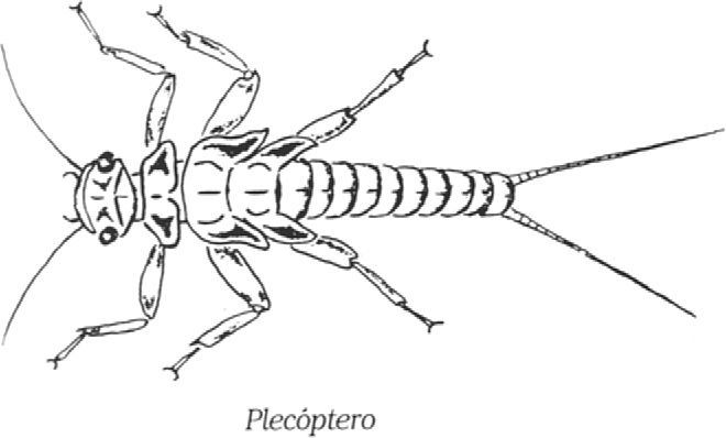 plecopter